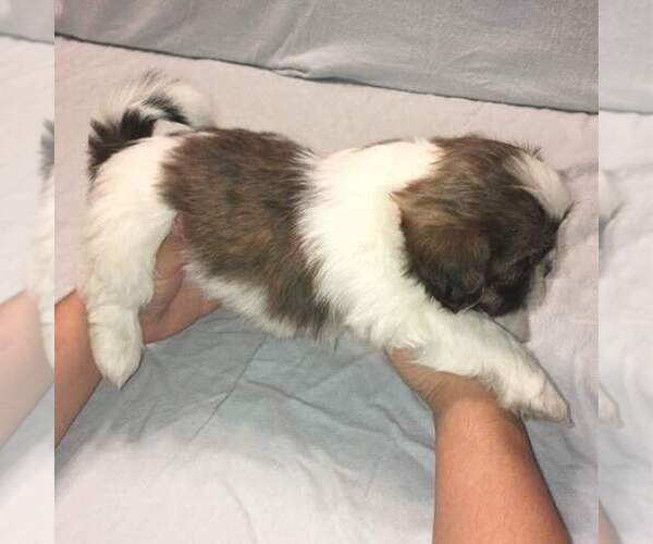 Medium Photo #2 Shih Tzu Puppy For Sale in MILWAUKEE, WI, USA
