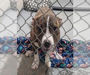 Mutt Dogs for adoption in Anchorage, AK, USA