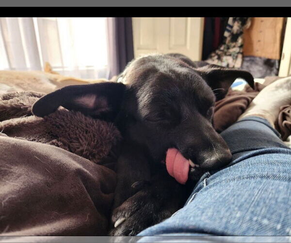 Medium Photo #5 American Pit Bull Terrier-Unknown Mix Puppy For Sale in Hayward, CA, USA