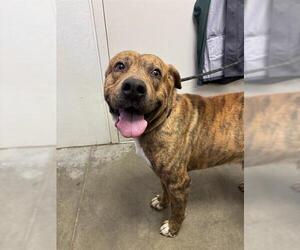 Labrador Retriever-Unknown Mix Dogs for adoption in Rosenberg, TX, USA