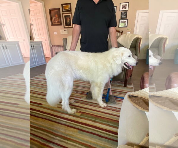 Medium Photo #4 Great Pyrenees Puppy For Sale in Dallas, TX, USA