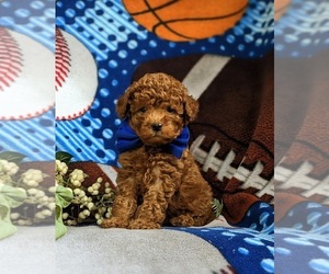 Goldendoodle (Miniature) Puppy for sale in QUARRYVILLE, PA, USA