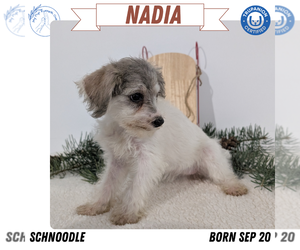 Medium Schnoodle (Miniature)