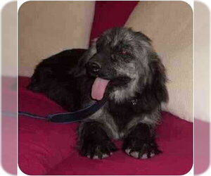 Cocker Spaniel-Unknown Mix Dogs for adoption in San Diego, CA, USA