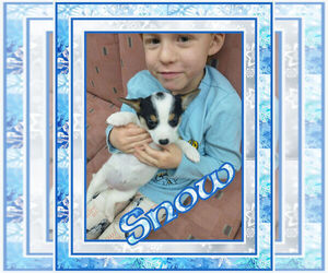 Cowboy Corgi Puppy for sale in GALLEGOS, NM, USA