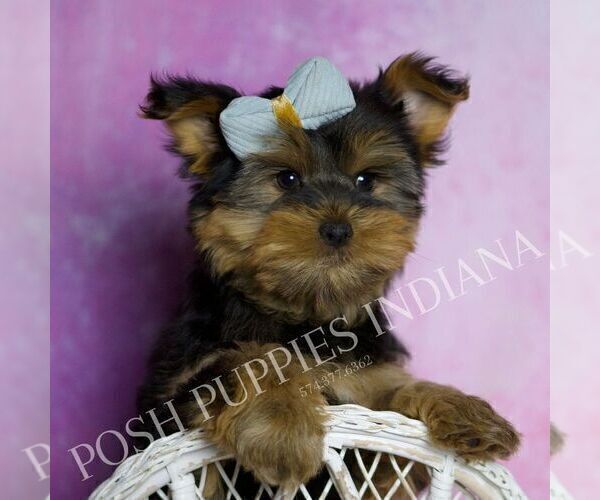 Medium Photo #11 Yorkshire Terrier Puppy For Sale in WARSAW, IN, USA