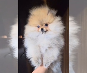 Pomeranian Puppy for sale in EASTVALE, CA, USA