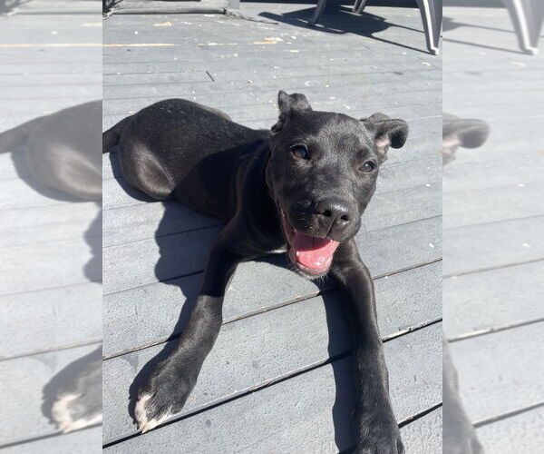 Medium Photo #11 Labrador Retriever Puppy For Sale in Brewster, NY, USA