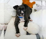 Small #1 American Pit Bull Terrier-Staffordshire Bull Terrier Mix