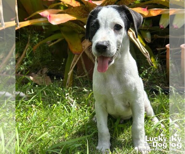 Medium Photo #4 Labrador Retriever-Unknown Mix Puppy For Sale in Washington, DC, USA
