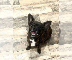 French Bullhuahua Dogs for adoption in Grafton, WI, USA
