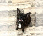 Small French Bullhuahua