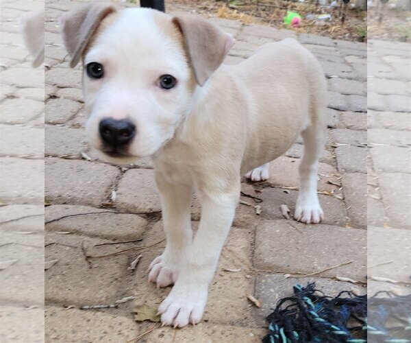 Medium Photo #7 Sheprador Puppy For Sale in Spring, TX, USA