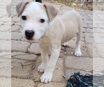 Small Photo #7 Sheprador Puppy For Sale in Spring, TX, USA