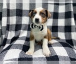 Small Photo #9 Texas Heeler Puppy For Sale in LAKELAND, FL, USA