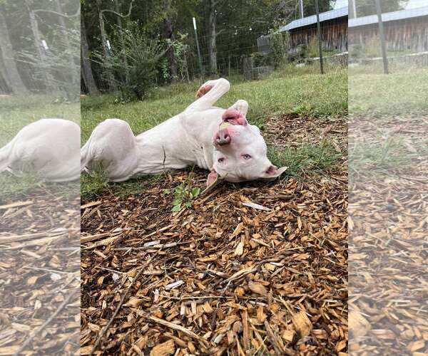 Medium Photo #1 American Pit Bull Terrier-Unknown Mix Puppy For Sale in Rustburg, VA, USA