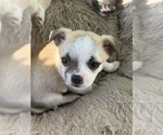 Puppy 5 Chihuahua-Mal-Shi Mix