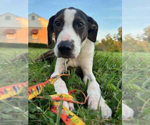 Beagle-Unknown Mix Dogs for adoption in Aurora, IN, USA