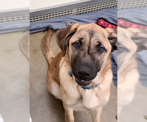 Medium Photo #1 Mutt Puppy For Sale in Pierceton , IN, USA