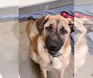 Mutt Dogs for adoption in Pierceton , IN, USA