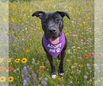 Small #4 Labrador Retriever Mix