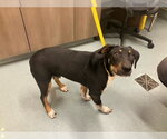 Small Beagle-Black and Tan Coonhound Mix