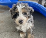 Small #1 Bernedoodle (Miniature)