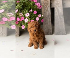 Goldendoodle (Miniature) Puppy for sale in TOPEKA, IN, USA