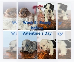 Bulldog Puppy for Sale in PUEBLO WEST, Colorado USA