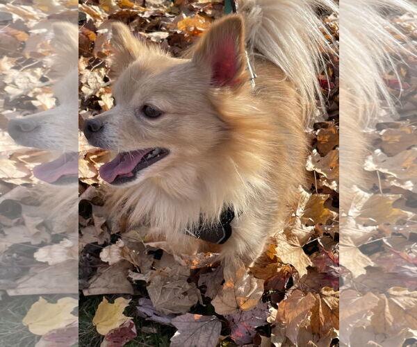 Medium Photo #9 Chiranian Puppy For Sale in Minneapolis, MN, USA