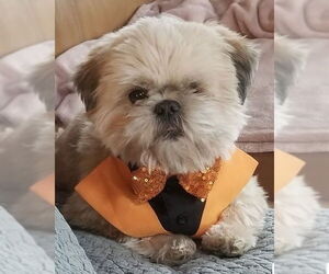 Shih Tzu Dogs for adoption in Winter Park, CO, USA