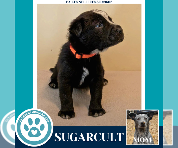 Medium Photo #4 Mutt Puppy For Sale in Kimberton, PA, USA