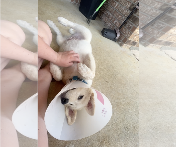 Medium Photo #4 Great Pyrenees Puppy For Sale in Dallas, TX, USA