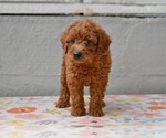 Small #3 Poodle (Miniature)