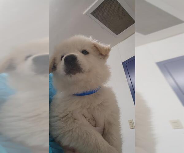 Medium Photo #1 German Shepherd Dog-Great Pyrenees Mix Puppy For Sale in Bakersfield, CA, USA