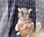 Puppy Ariel French Bulldog