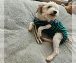 Small #4 Poodle (Toy)