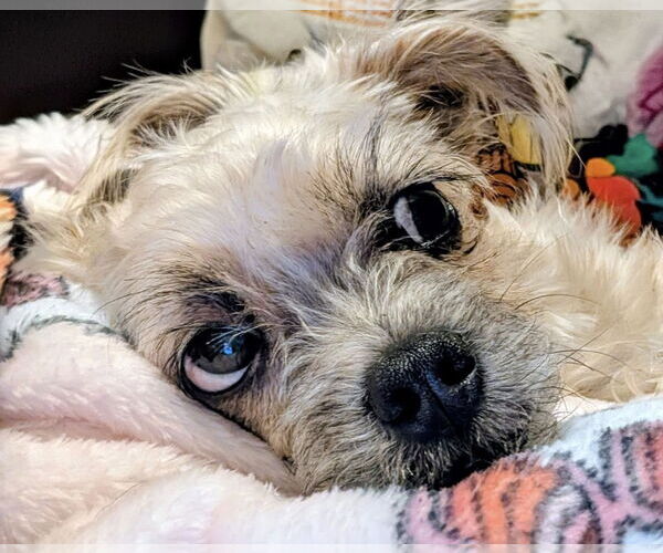 Medium Photo #3 Mutt Puppy For Sale in Woodbury, NY, USA