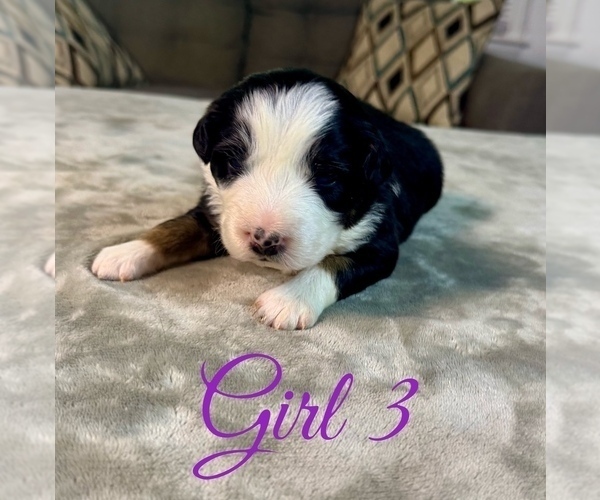 Medium Photo #54 Australian Shepherd Puppy For Sale in SALISBURY, NC, USA