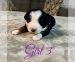 Small Photo #54 Australian Shepherd Puppy For Sale in SALISBURY, NC, USA