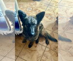 Small #3 Holland Shepherd Mix