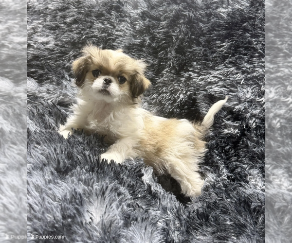 Medium Photo #2 Japanese Chin Puppy For Sale in BELTON, MO, USA