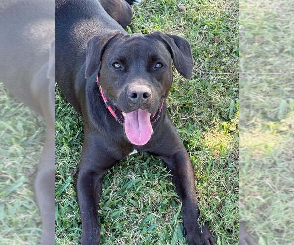 Medium Photo #6 Mutt Puppy For Sale in San Leon, TX, USA