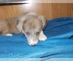 Small Photo #54 Australian Shepherd-Pembroke Welsh Corgi Mix Puppy For Sale in GALLEGOS, NM, USA