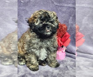 Shih-Poo Puppy for sale in HOUSTON, TX, USA
