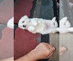 Small #2 Havanese-Mal-Shi Mix