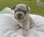 Puppy Louie French Bulldog