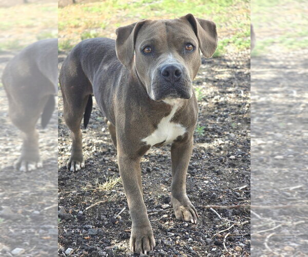 Medium Photo #9 Mutt Puppy For Sale in Lakewood, CO, USA