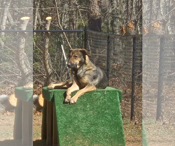 Medium Photo #2 German Shepherd Dog-Unknown Mix Puppy For Sale in Lakemont, GA, USA