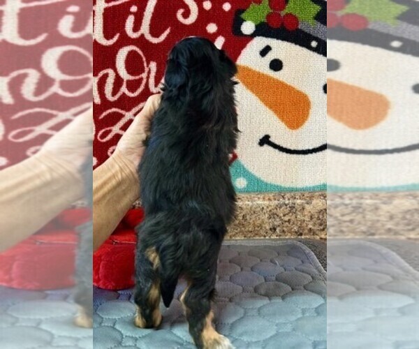 Medium Photo #2 Shih Tzu Puppy For Sale in MIAMI, FL, USA